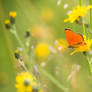 Nature miracles a Scarce Copper