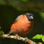 A curious Bullfinch