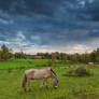 Evening at the countryside