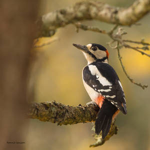 Autumn bokeh and a Woodpecker by roisabborrar