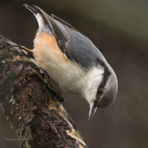 A foodsearching Nuthatch