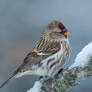 A Redpoll in a cold morning