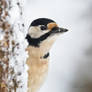 A curious Woodpecker