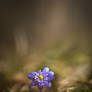 Hepatica among light and shadows