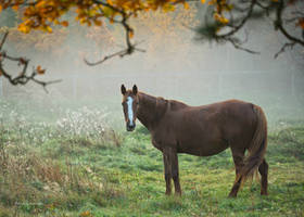 Autumn in the paddock