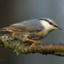 The Nuthatch