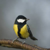 A Great tit this cloudy day