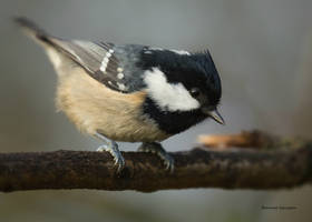 The Coal tit looking down