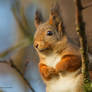 The cute Squirrel