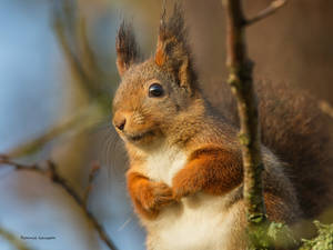 The cute Squirrel