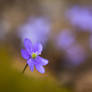 Hepatica and some bokeh