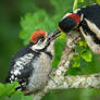 A Great Woopecker feeding the young one