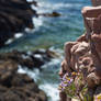 Flowers at the seashore