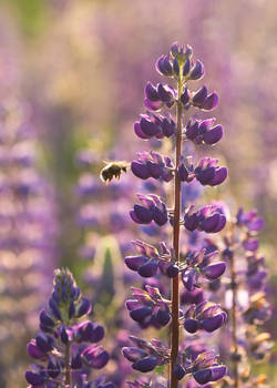 lupins in backlight