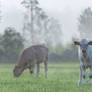 Morning in the paddock