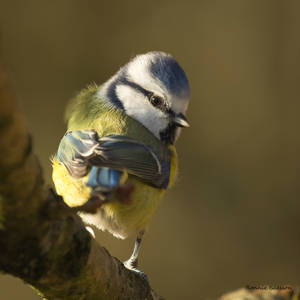 A Bluetit looking back