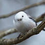 A Long tailed tit checking me out