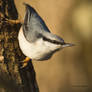 The Nuthatch