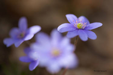 Hepatica and bokeh