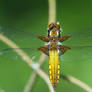 A Yellow Dragonfly