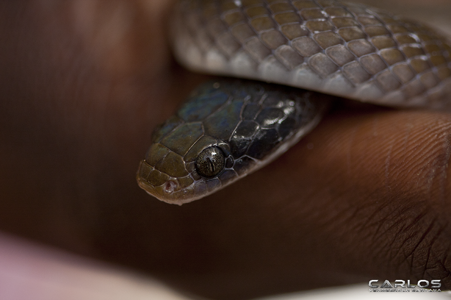 Mariatou holding a Red-lipped/Herald Snake