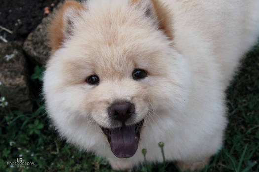 Yasha! Little Chow Chow :3