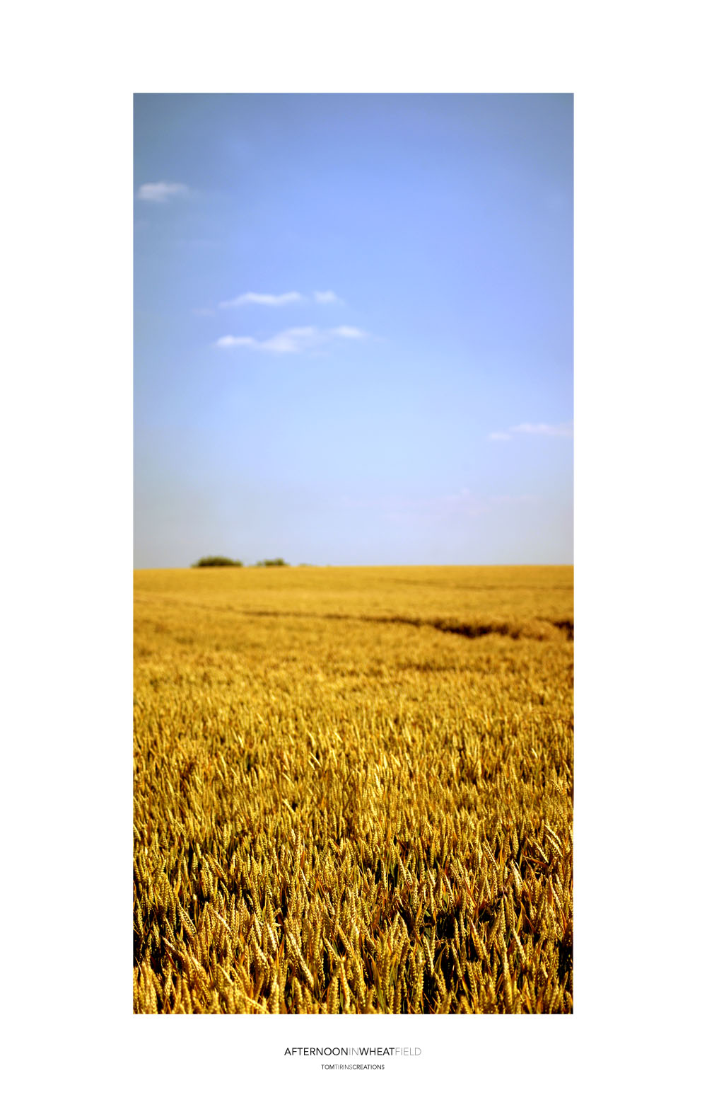 AFTERNOON IN WHEAT FIELD