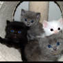 Kittens V4