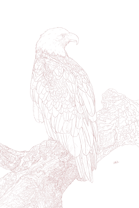 Bald Eagle In-Progress