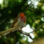 Singing Robin