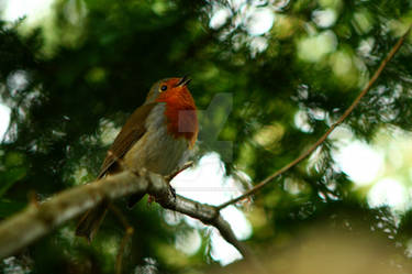 Singing Robin