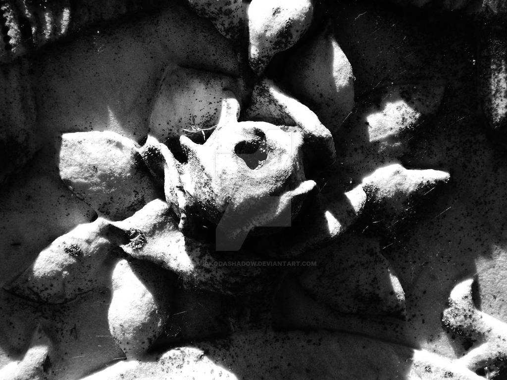 Stone Rose by MiakodaShadow on DeviantArt