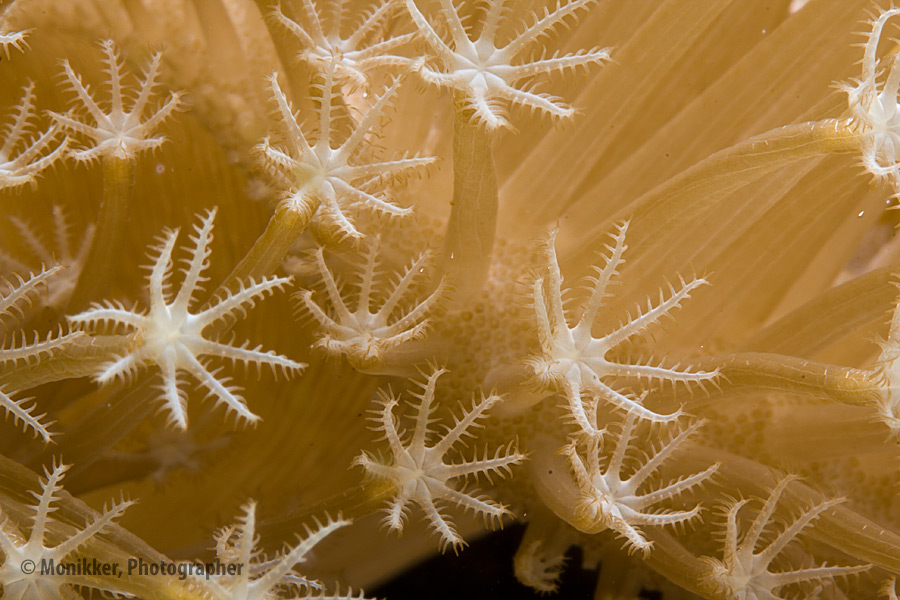 Leather Coral Polyps