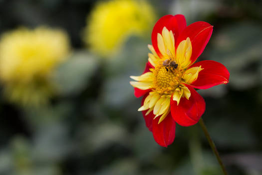 Dahlia and bee