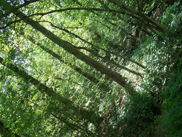 Diagonal Forest Diagonal Forest by strafguard on DeviantArt