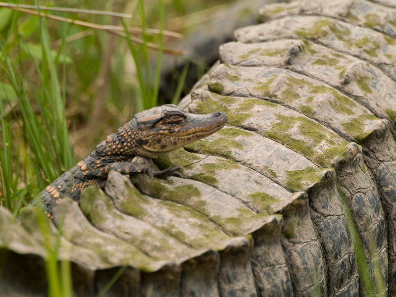 Baby Alligator on Moms Tail