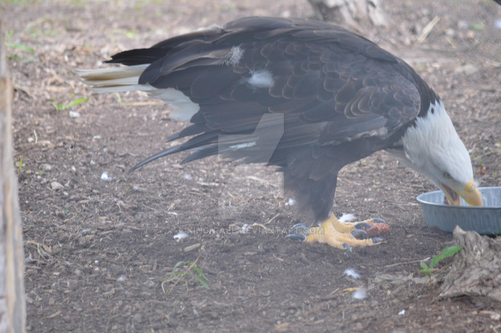 Eagle Eating 2 by King-Rael on DeviantArt