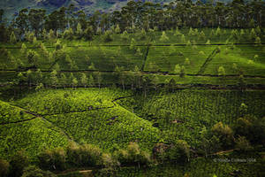 Munnar 2