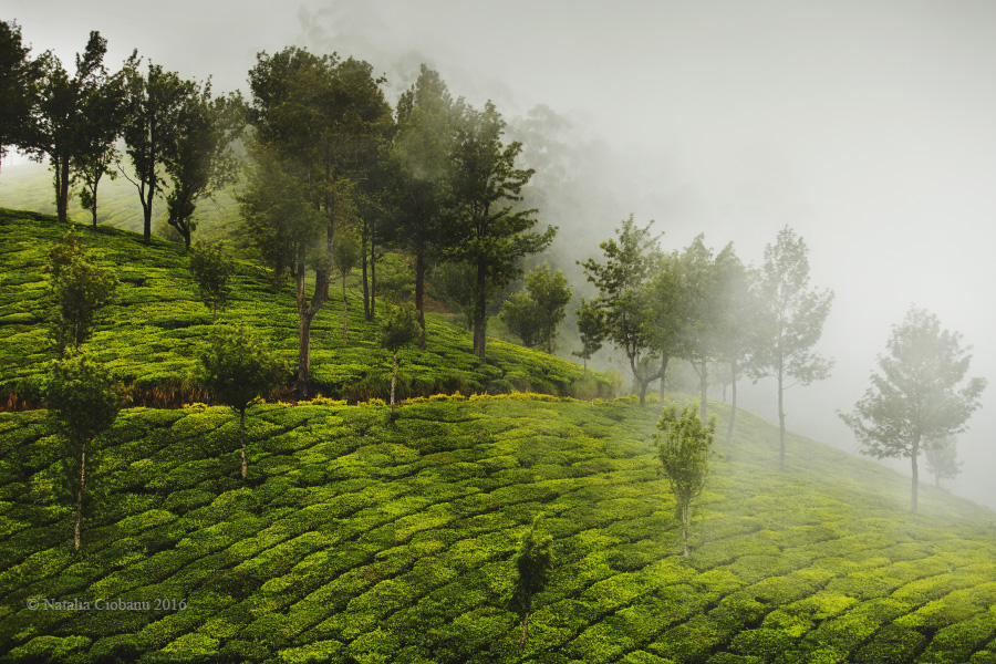 Munnar 3