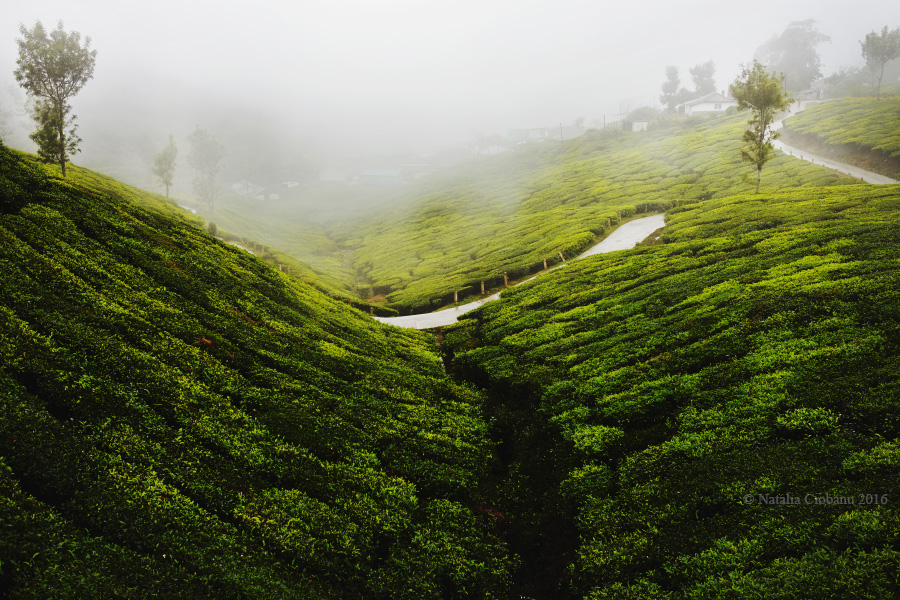 Munnar 4