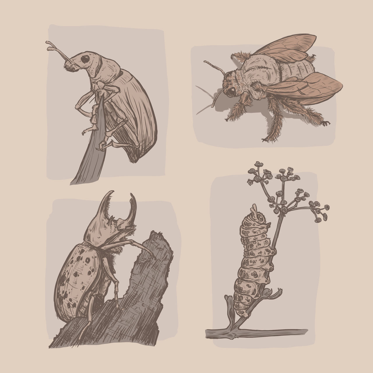 Insect Deviantart Insect Study by IsiiArt on DeviantArt