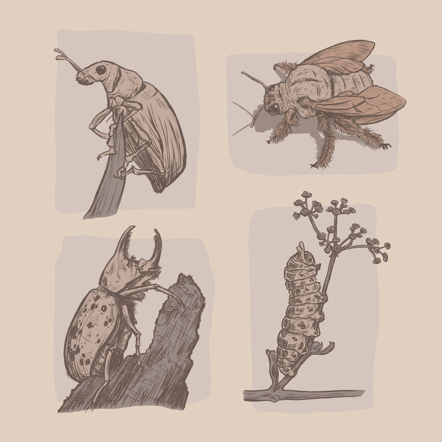 Insect Study by IsiiArt on DeviantArt