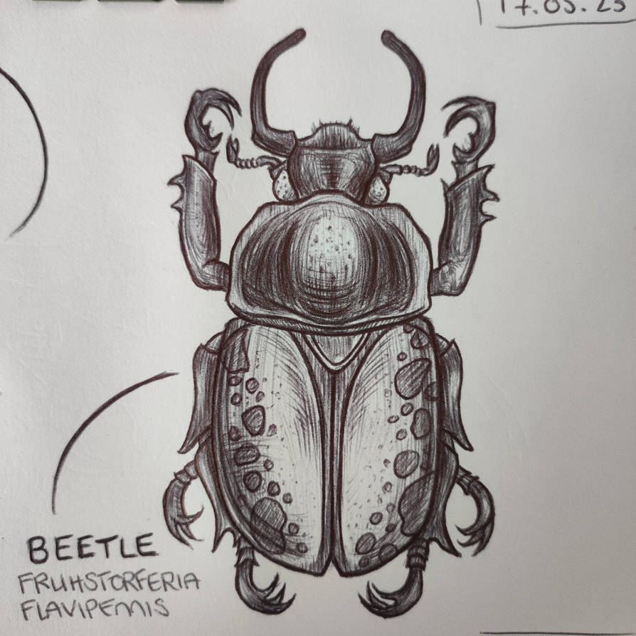 Beetle - Sketchbook by IsiiArt on DeviantArt
