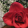 red rose 6