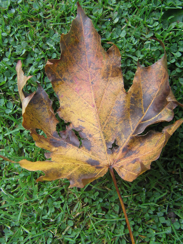 brown leaf