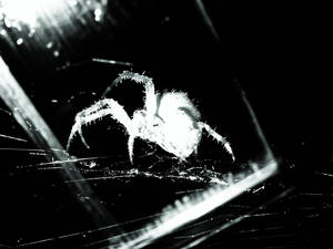 spider