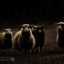 -The family black sheep-