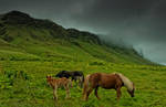 Iceland - in the green space. by PatiMakowska