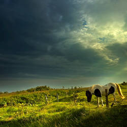 Iceland - the opening heaven