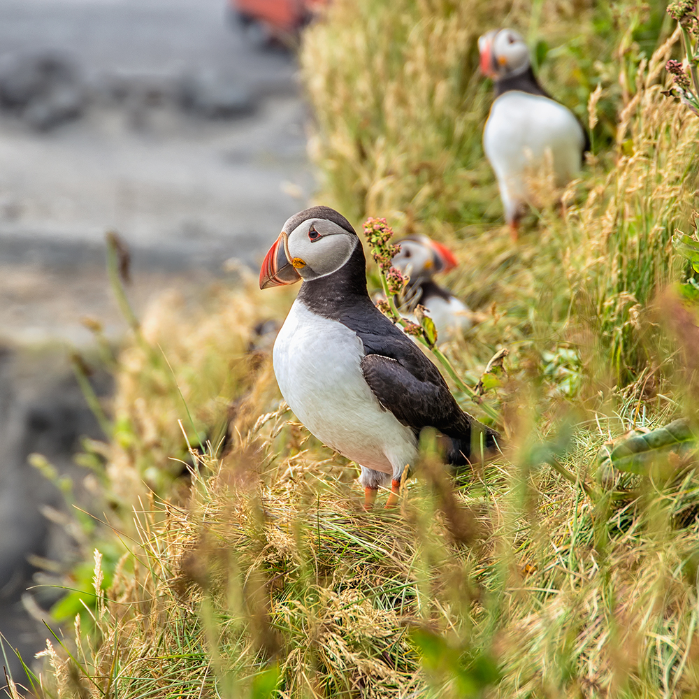 Mrs Puffin